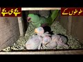 Raw Parrot Chicks | Green Ringneck Parrot Chicks | Yellow,Blue,White Ringneck Parrot Chicks