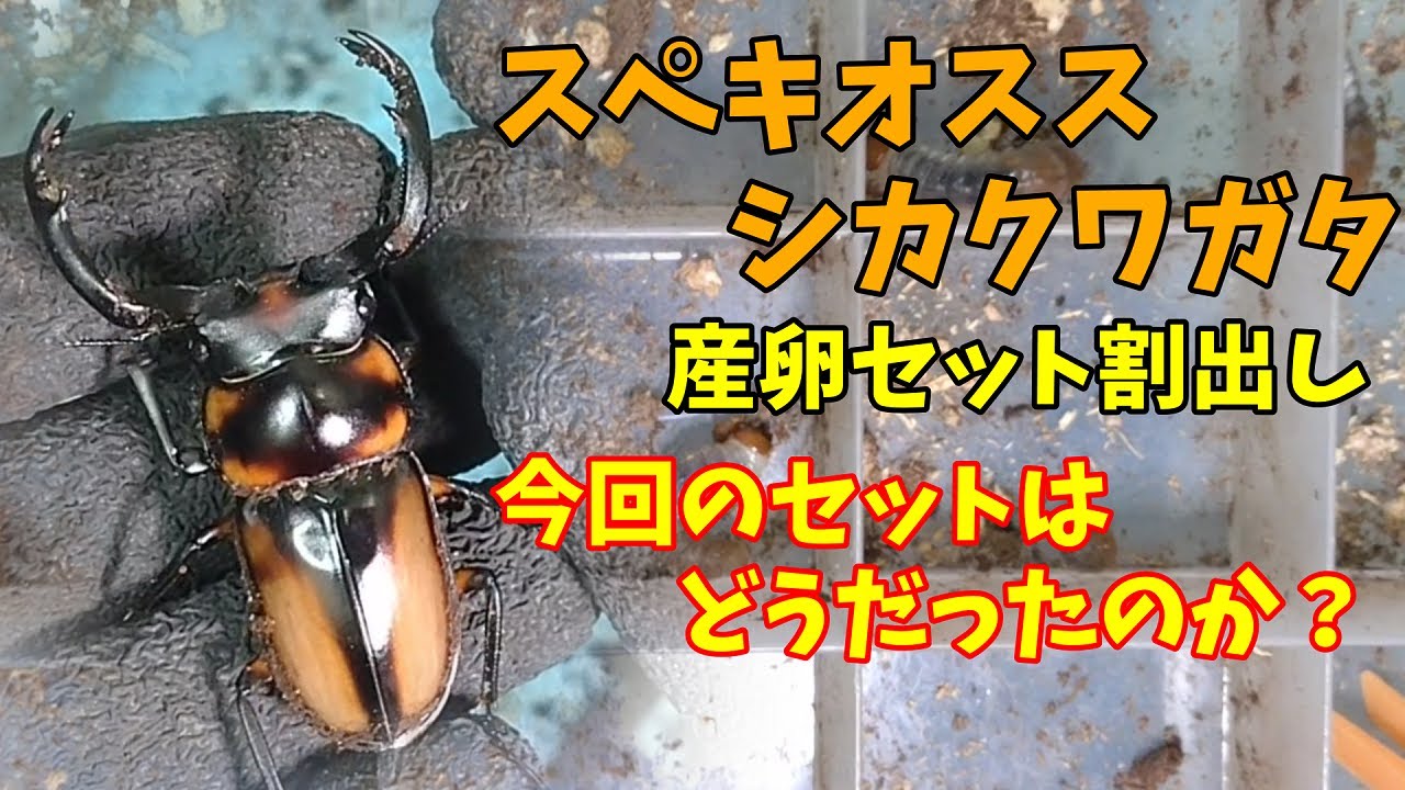 スペキオススシカクワガタ　産卵セット割出　今回のセットの結果は？　