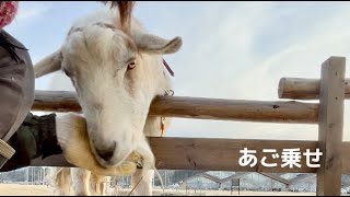 草むしりを邪魔するヤギ駅長やっくん