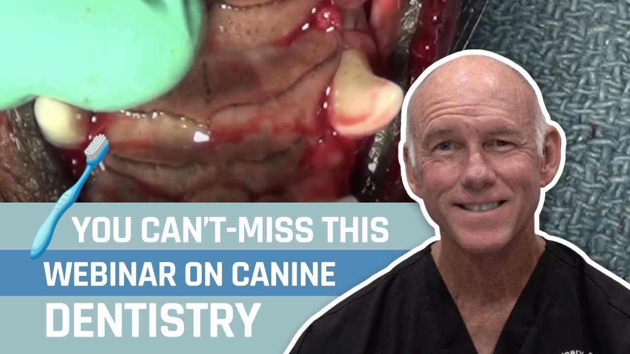 FREE inar Preview on Canine Dentistry YouTube