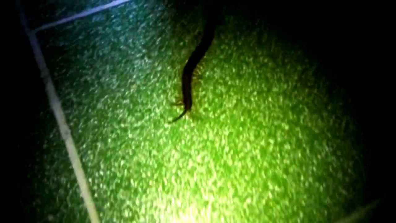 lizard skin grips Giant Guyana Centipede