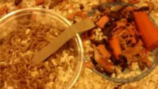 Beetles of mealworms eating carrots. (Tenebrio molitor)