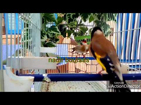 تزاوج الحسون في القفص 2018 