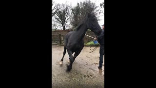 Extremely Difficult Horses
