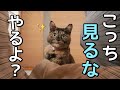 猫生で1番活発な時期の様子がやばすぎたww
