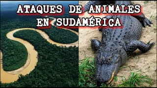Ataques de animales en Sudamérica