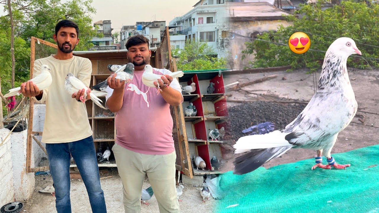 Bhuru Bhai Ke Lajawab Kabootar Ka Shauk 😍