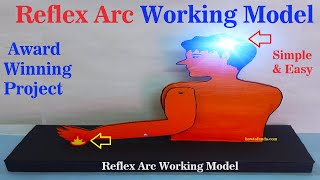 reflex arc working model science project for exhibition - biology project - diy | howtofunda