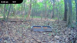 Critter Cam - Wildlife Live Cam - Deer, Fox, Raccoons, Possums and more!