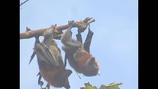 Warrnambool Grey-headed Flying Fox Mating