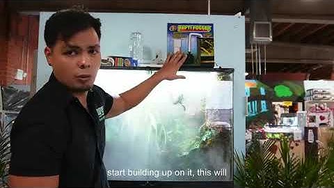 How To Use The Zoo Med Repti Fogger - LLLReptile