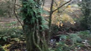 My Tree Clive Worth