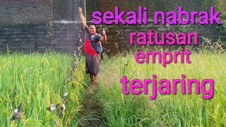 SOLUSI MENGATASI HAMA BURUNG EMPRIT