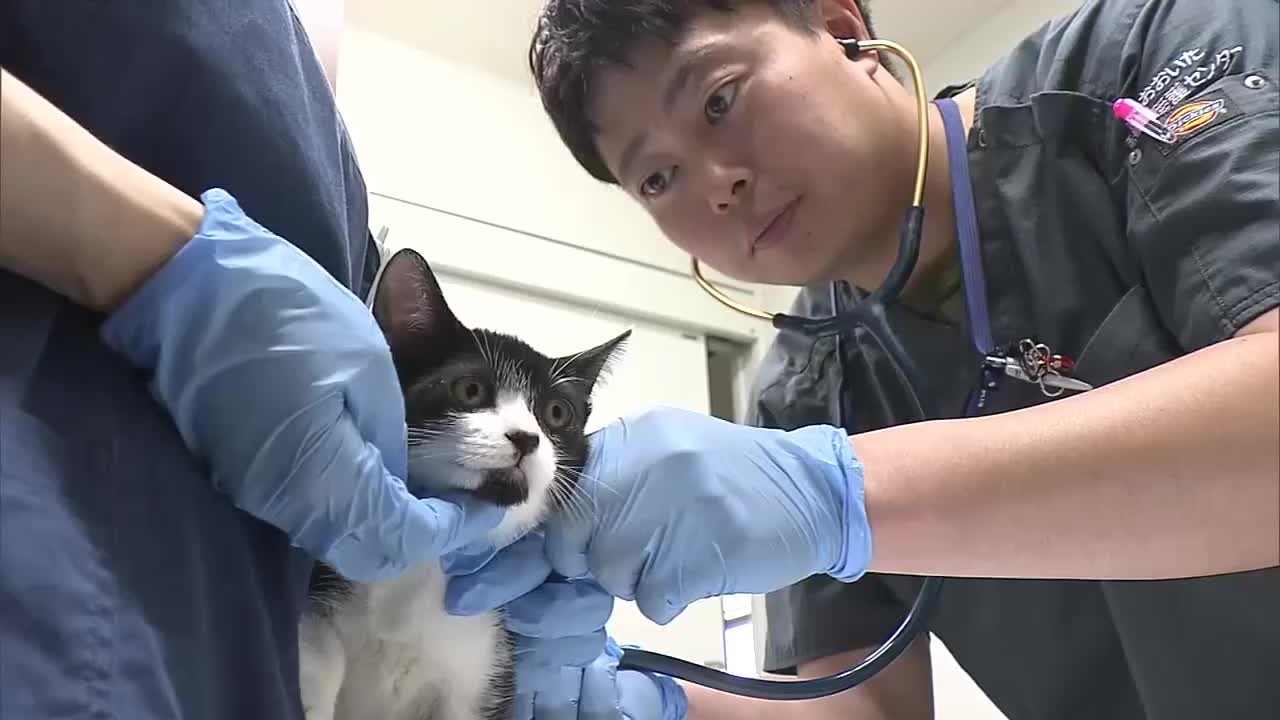 Solving the Veterinarian Shortage: Nation's First Program to Cover
