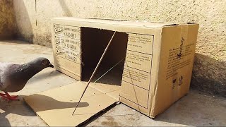 Must Watch New Pigeon Trap 2024 Using Cardboard Box #pigeons