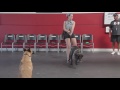 DOG TRAINING - 1 lesson - Life changing