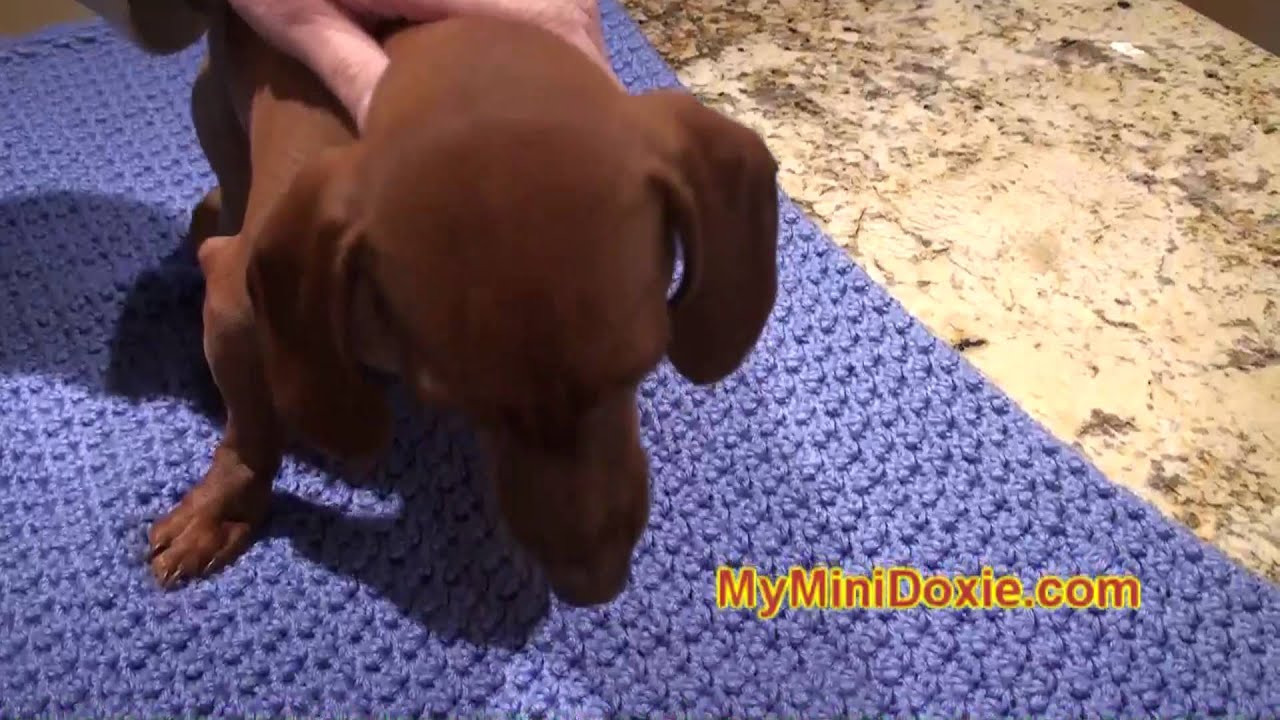 How To Brush Dachshund Dog Teeth YouTube