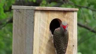 Northern Flicker Excavating Nest Box 2014