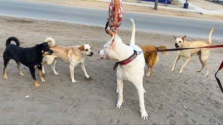 Paseando a Dogo Argentino - Perros de la calle espantan a Dogo Argentino