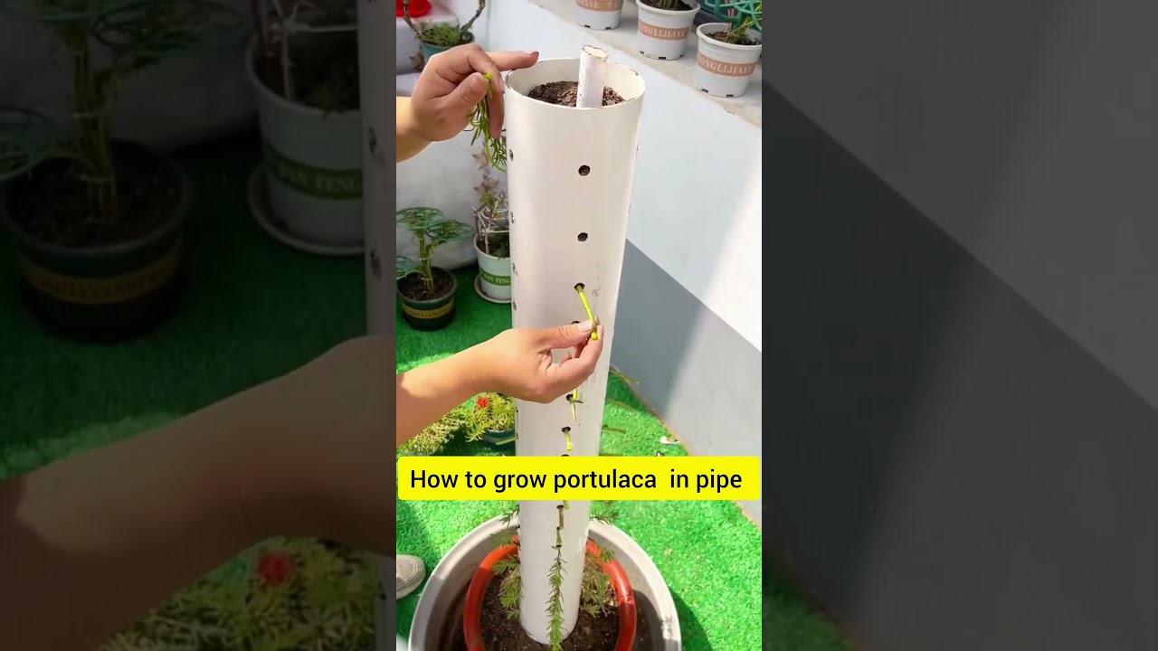 DIY Pipe Plant Portulaca Flower Beautiful Floweringplant Garden Handmadeplanter Portulacaflower