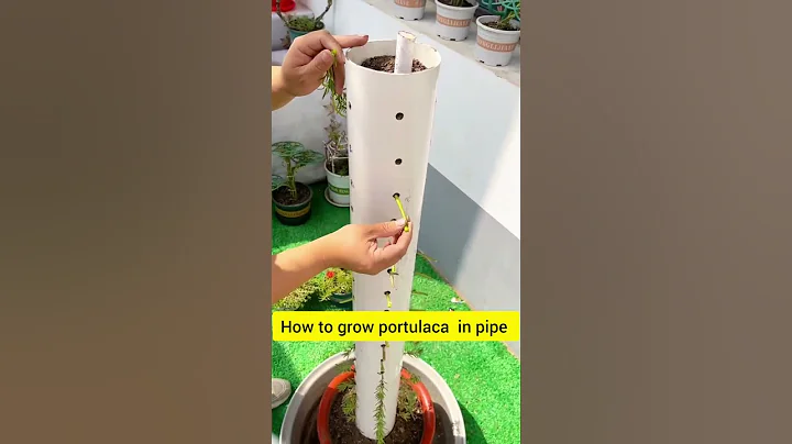 DIY pipe plant portulaca flower beautiful #floweringplant #garden #handmadeplanter #portulacaflower thumbnail
