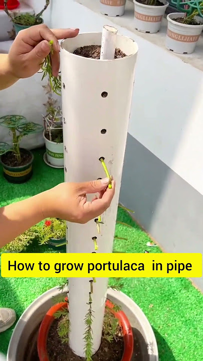 DIY pipe plant portulaca flower beautiful #floweringplant #garden #handmadeplanter #portulacaflower