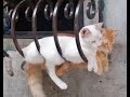 😺 А нам так удобно! 🐈 Смешное видео с котами и котятами для хорошего настроения! 😸