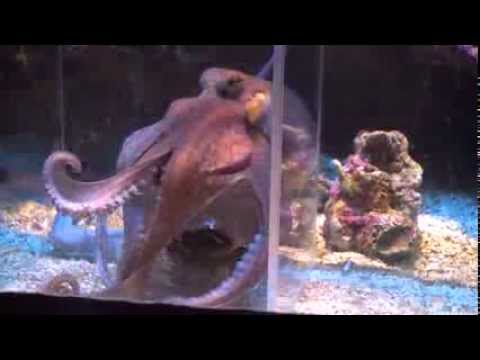 Aquarium Octopus Vs Plankton
