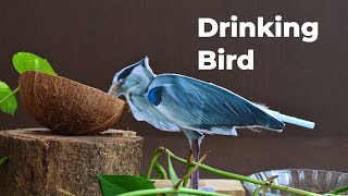 Drinking bird toy