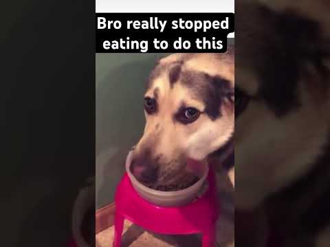 Dog said “record this”