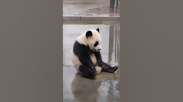 Abandoned Baby Panda Gets Drenched in Heavy Rain! What