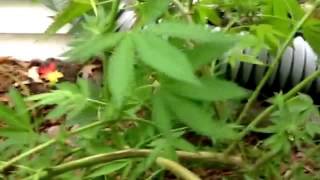 Green Thumb Girls: The End-Harvest Day