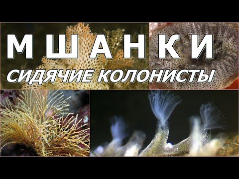 МШАНКИ - Сидячие колонисты