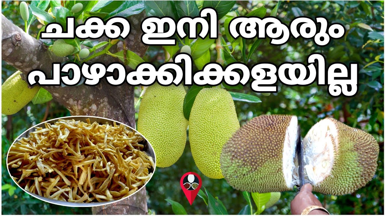 വർഷങ്ങളോളം ചക്ക Jackfruit preservation tips in malayalam Chakka