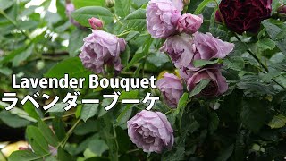 buke★ラベンダー、ローズ Lavender Bouquet Japanese Florist Climbing Rose For Sale