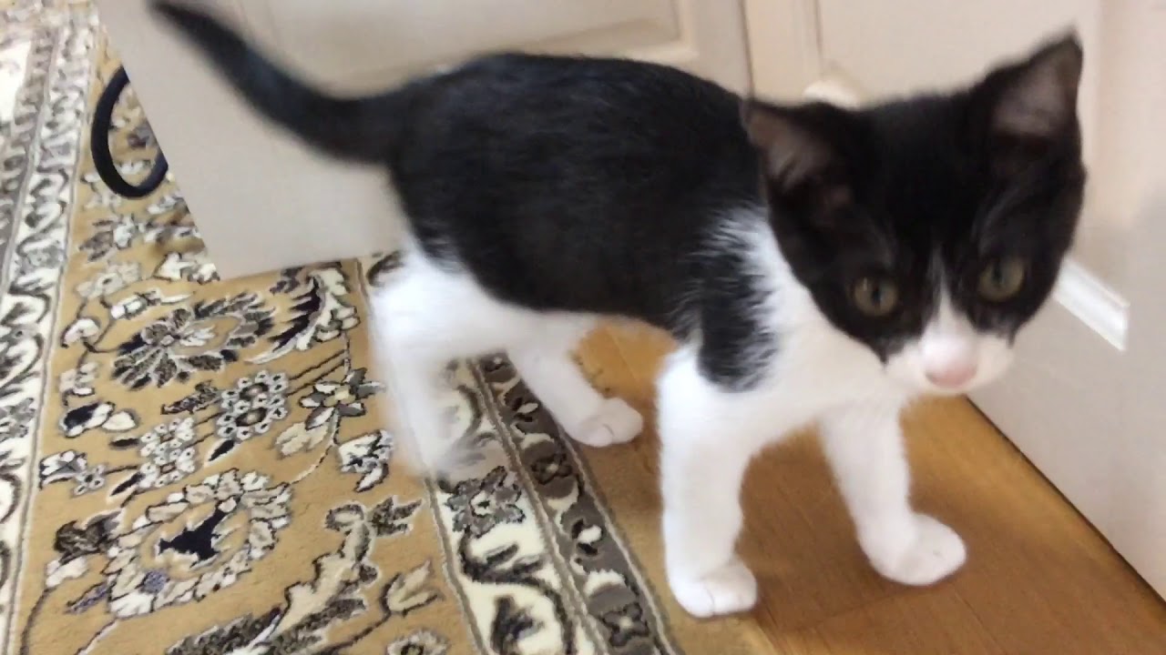 猫 子猫 さくらとらじろう 脱走する猫とboyaマイクを噛む子猫 Youtube