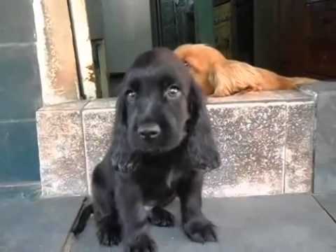 baby black cocker spaniel