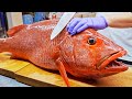Dents pointues comptences de coupe de poisson vivaneau rouge