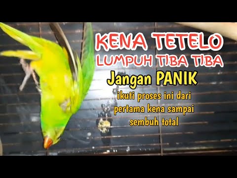 pertolongan pertama pada burung kena tetelo/kejang-kejang/lumpuh tiba tiba dan kepala muter muter