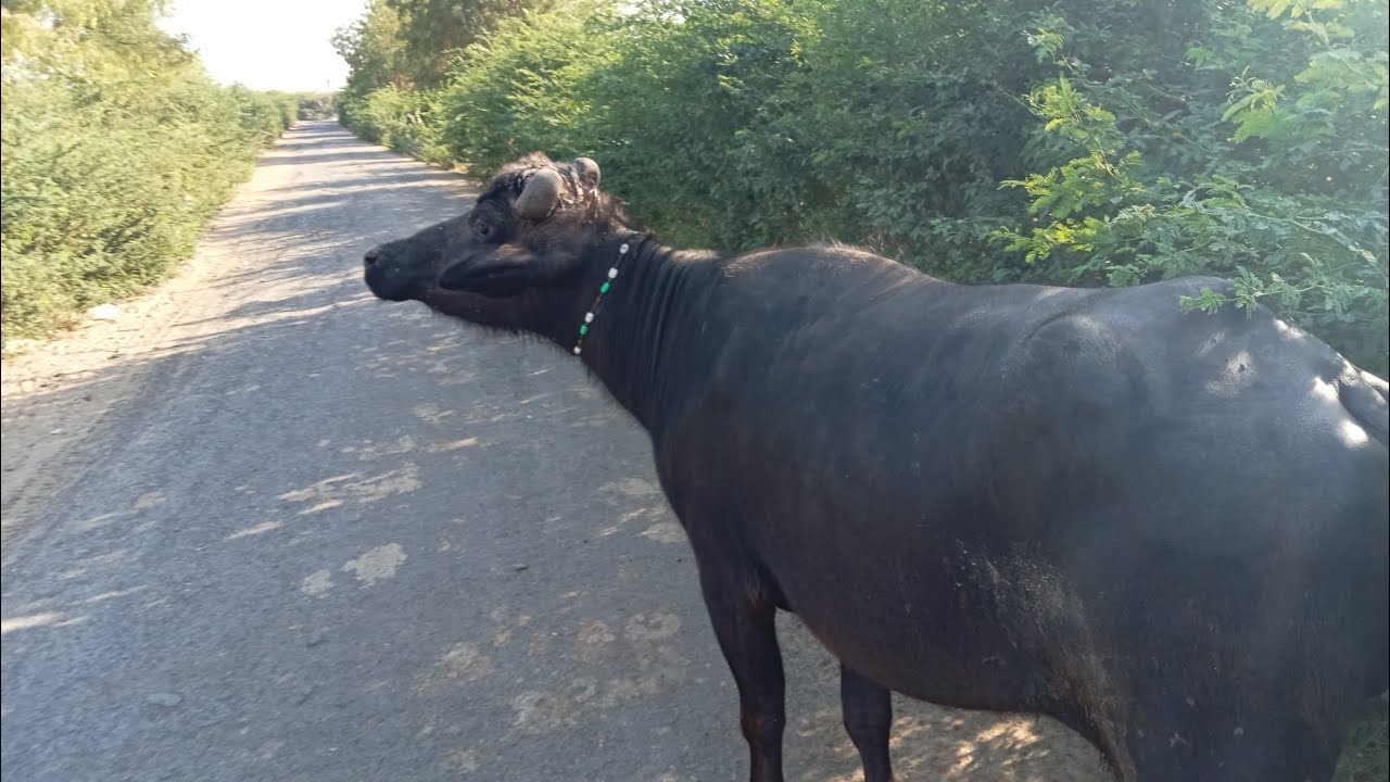 આજે તો મિત્રો એકલી ભેશો હતી એટલે બઉ ખારી ગાધી