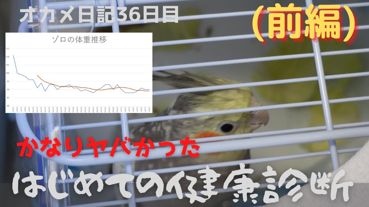 4kオカメインコ お迎え36日目 前編 ゾロの一番長い日 はじめての健康診断 Youtube 4kオカメインコ お迎え36日目 前編 ゾロの一番長い日 はじめての健康診断 Youtube