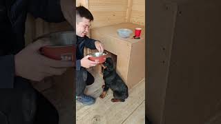 картинка: Приучение к вольеру. 