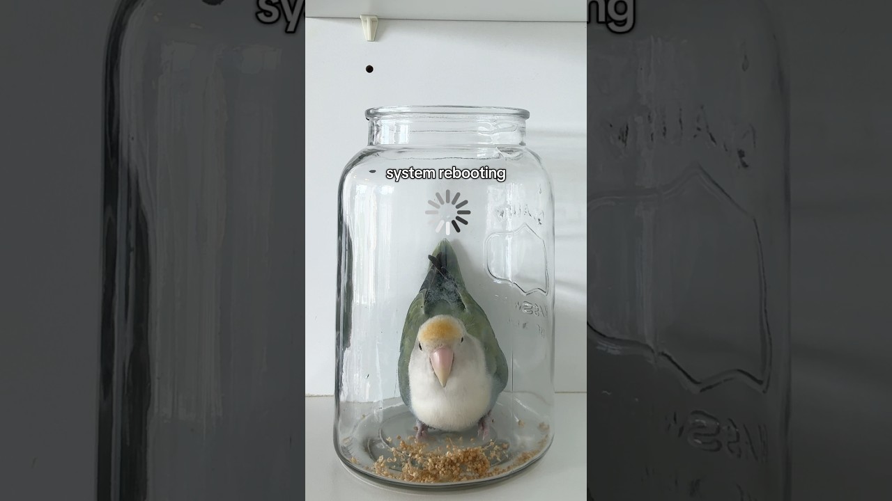 Can you guys watch Prince for me? 