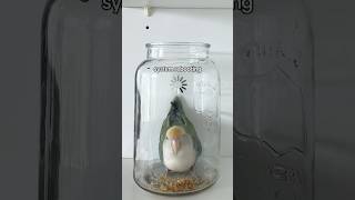 Can you guys watch Prince for me? #funnypets #birds #petsunited #lovebird #funnyanimals #pets #bird
