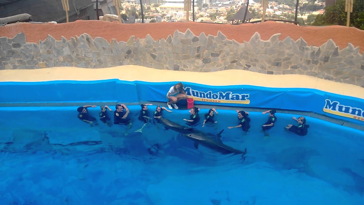 Trainer for a Day at Mundomar, Benidorm July 2013