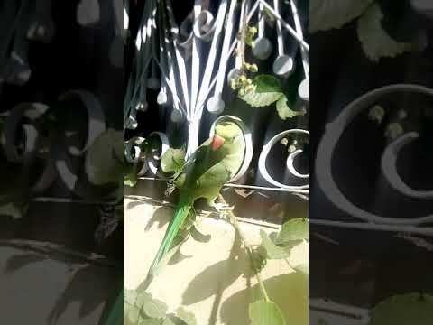 جنگلی طوطا پاکستان  