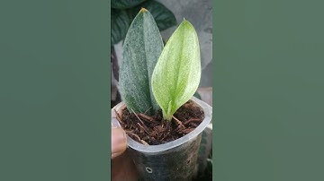 Scindapsus treubii dark form variegata mint super - Fazza Nursery - popular plants