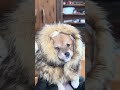 ライオンさんだよ #豆柴カフェ #豆柴子犬