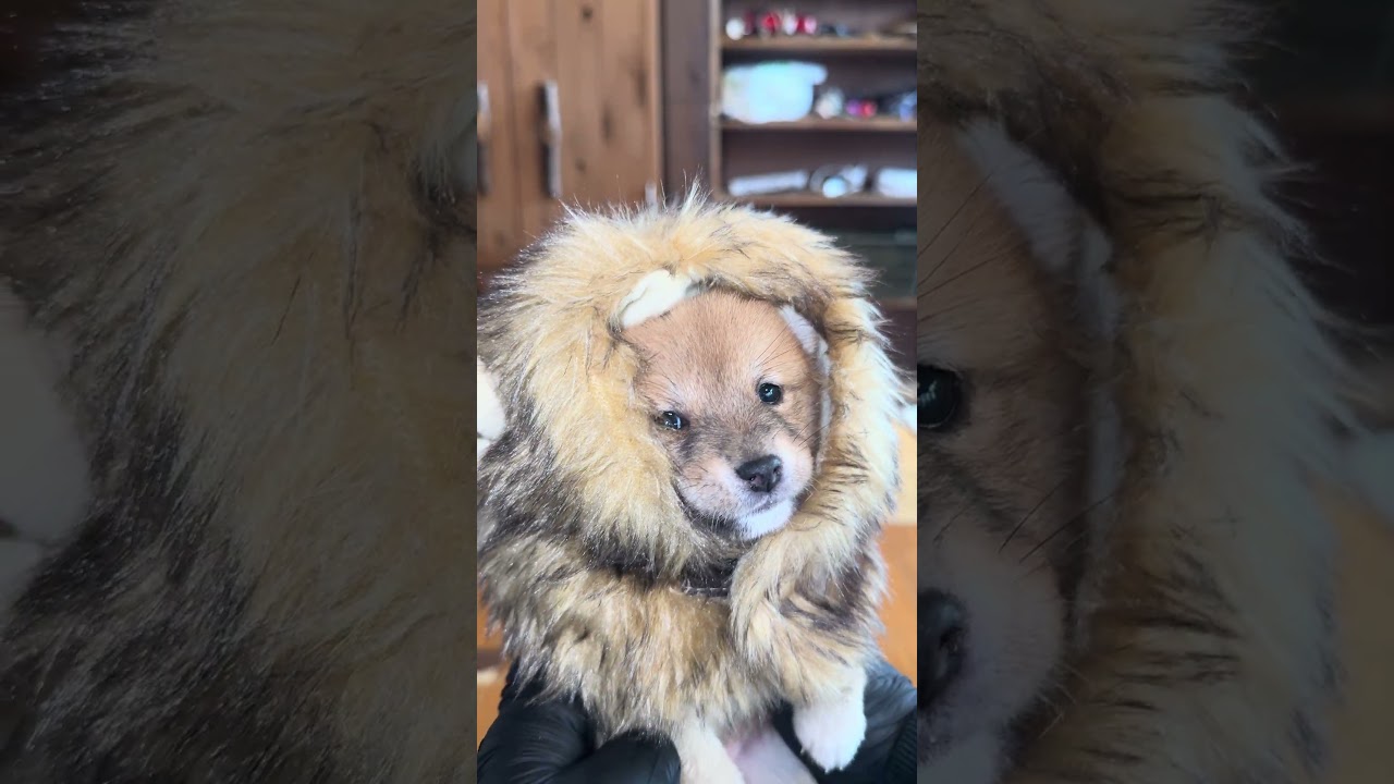 ライオンさんだよ #豆柴カフェ #豆柴子犬