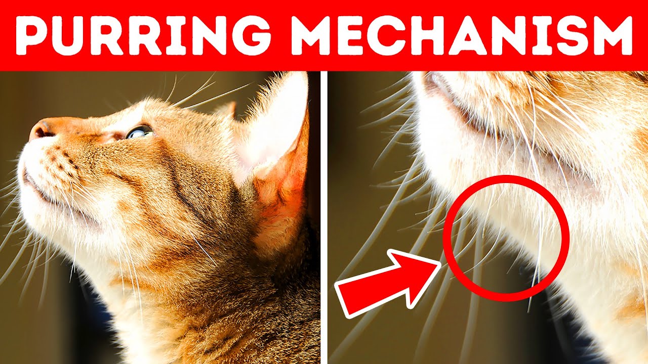 40 Awesome Cat Facts to Understand Them Better